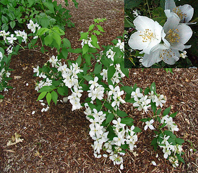 معرفی و راهنمای پرورش گیاهان زینتی فضای باز - یاس درختی لوویس